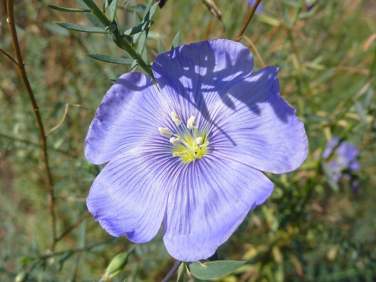 Perennial flax