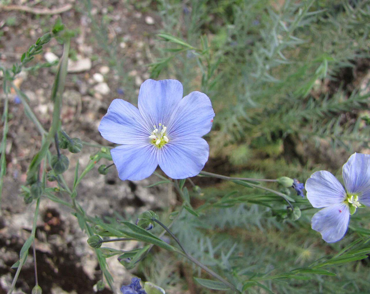 Perennial flax 2