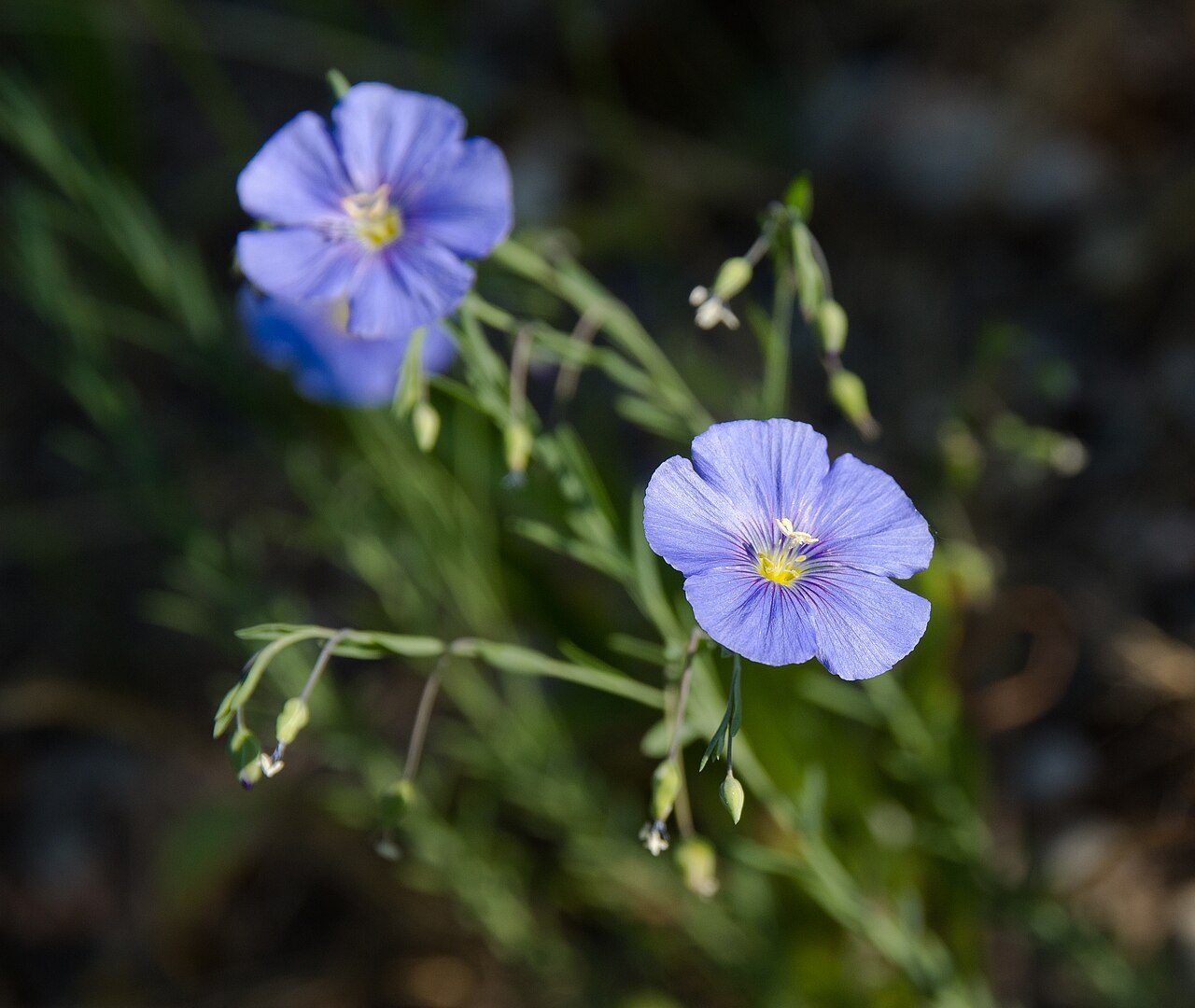 Perennial flax 3