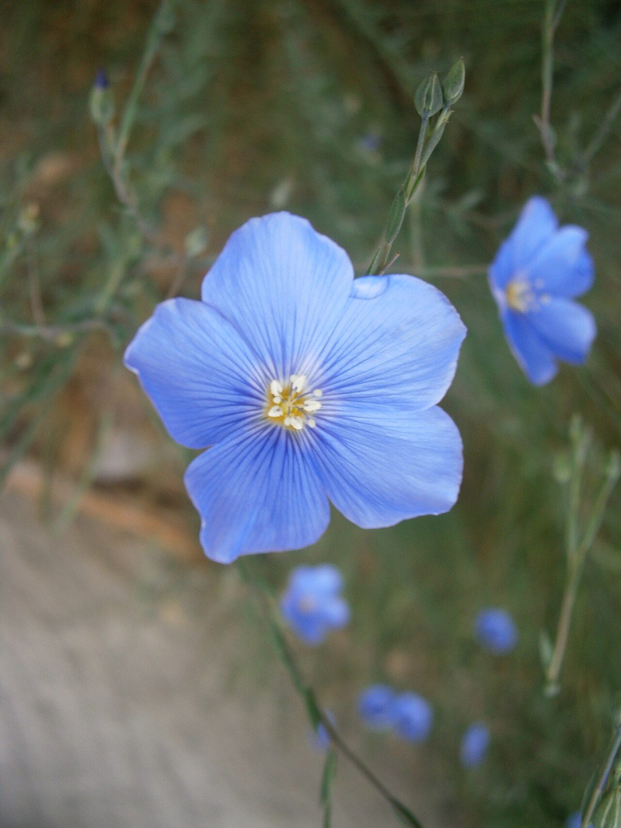 Perennial flax 4