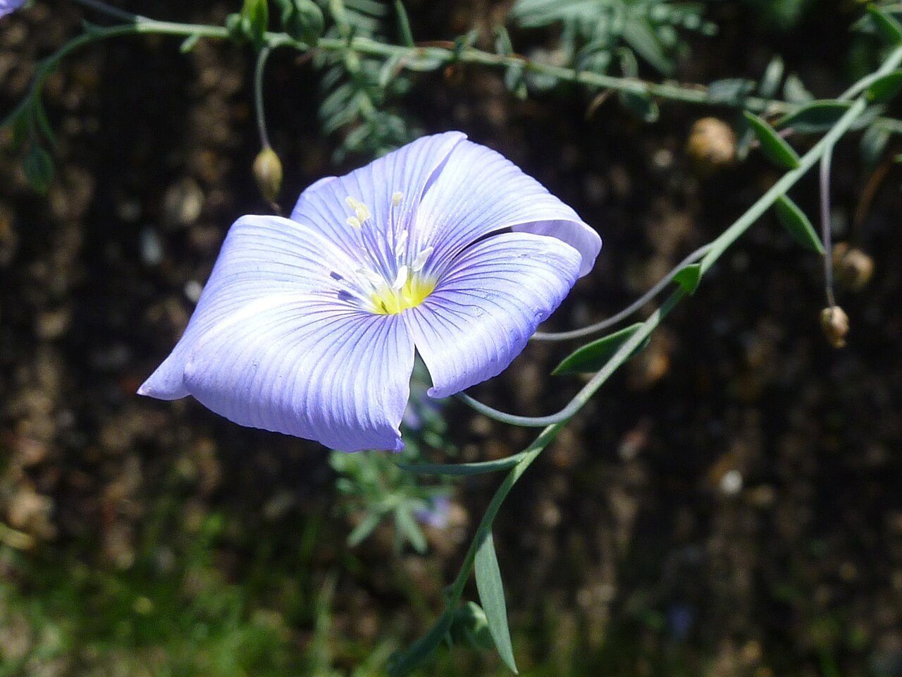 Perennial flax 5