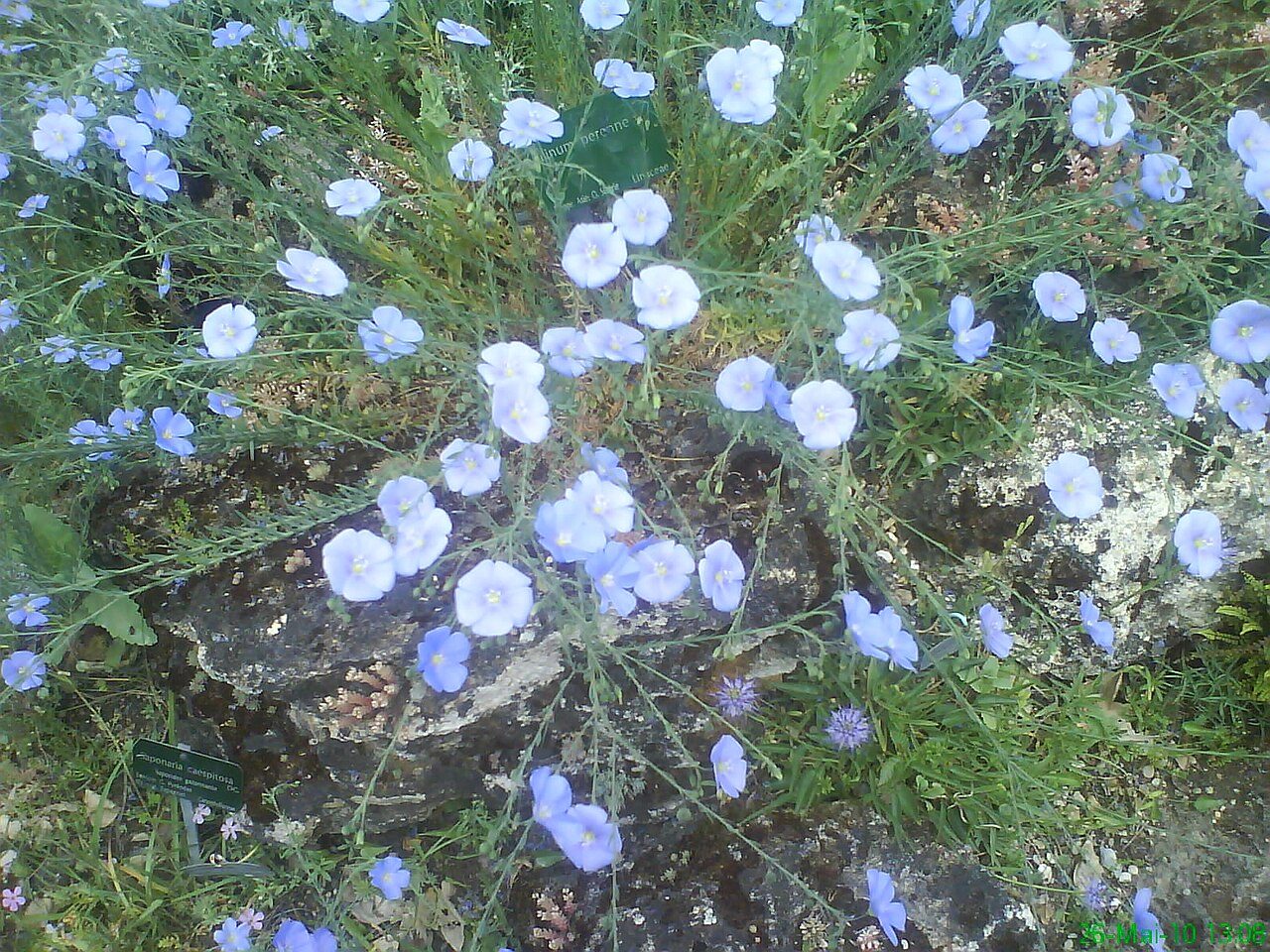 Perennial flax 6