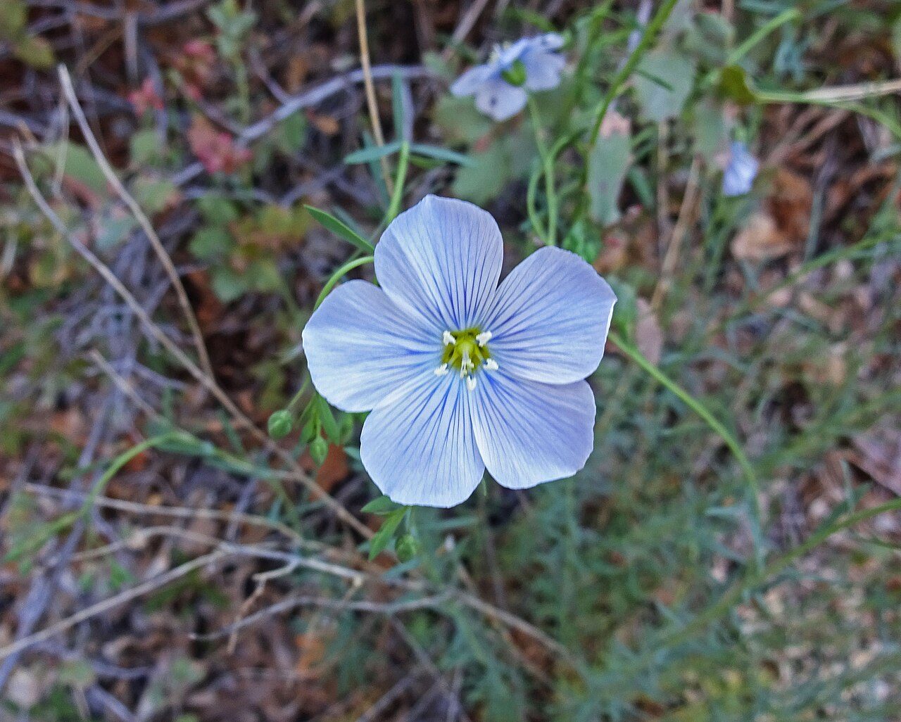 Perennial flax 7
