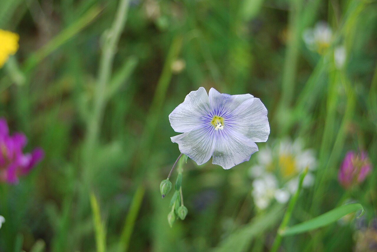 Perennial flax 8
