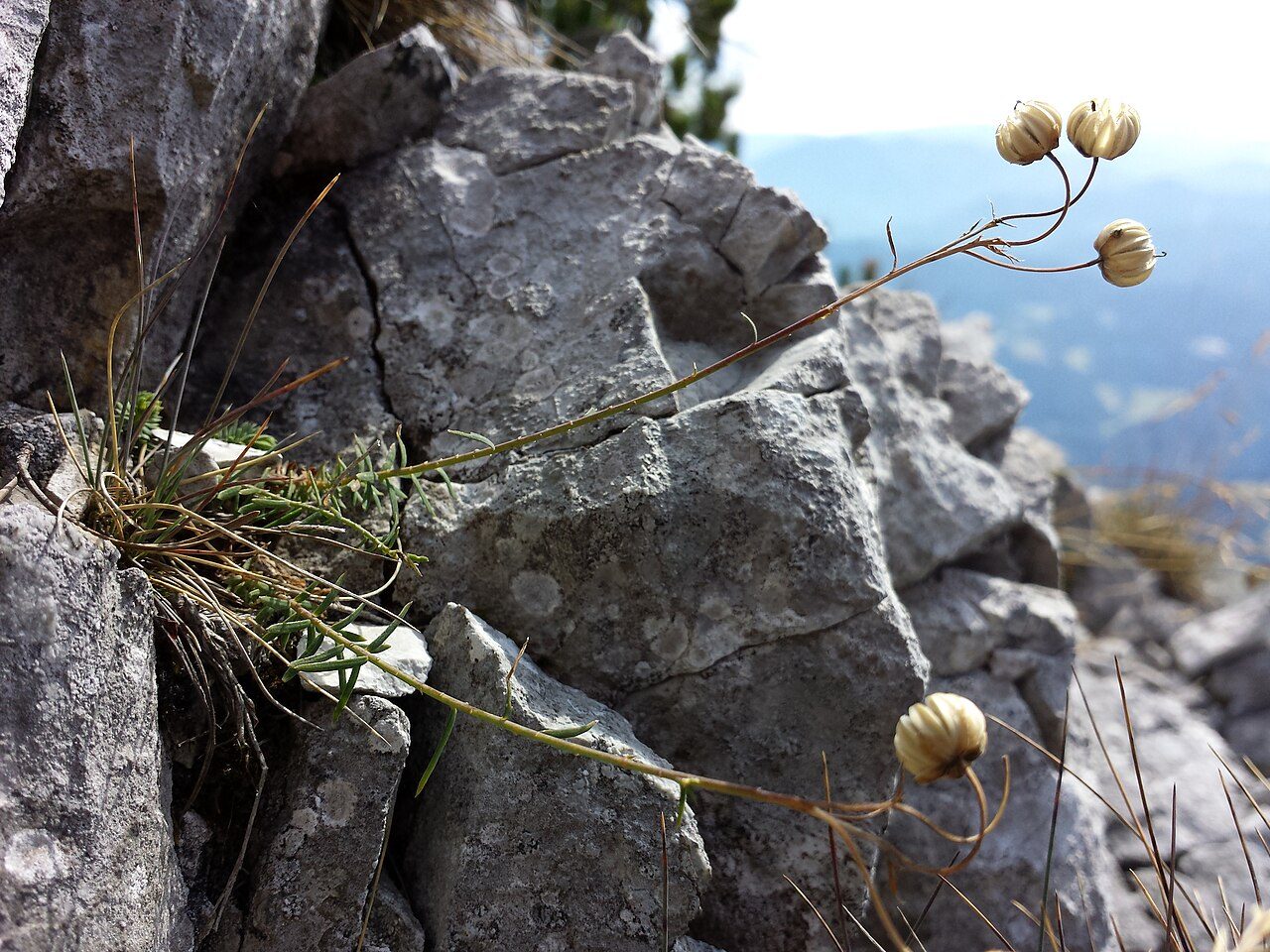 Perennial flax 9