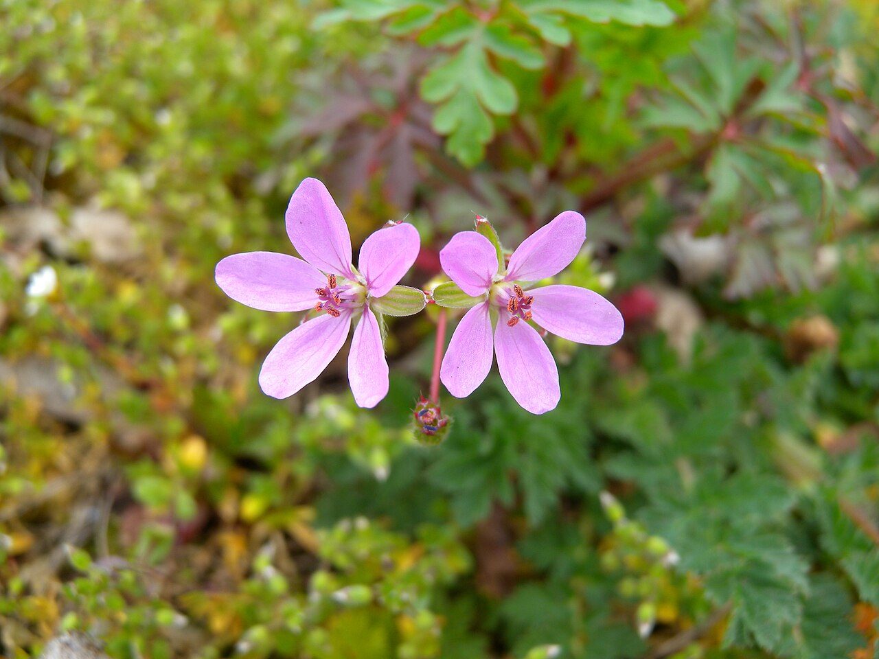 Gewöhnlicher Reiherschnabel
