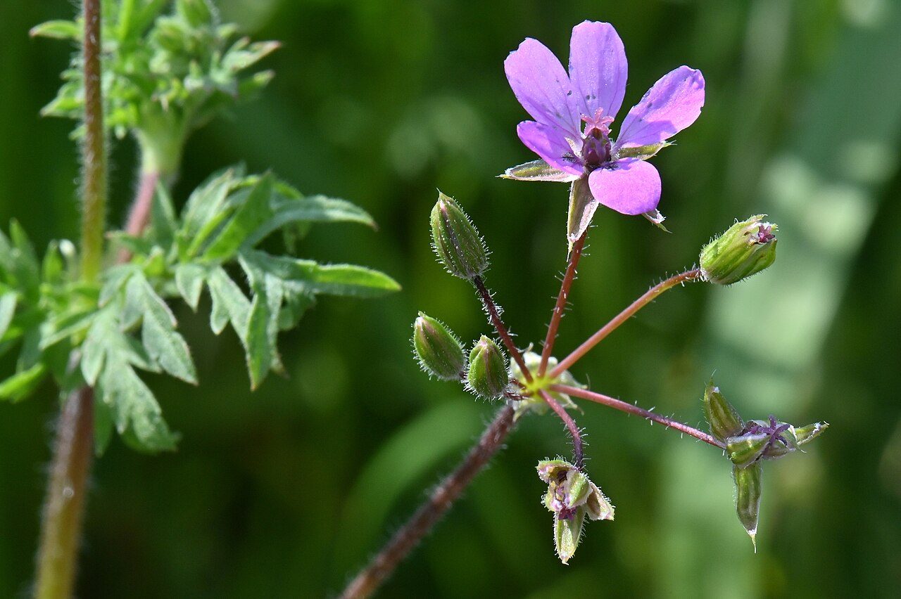Gewöhnlicher Reiherschnabel 2