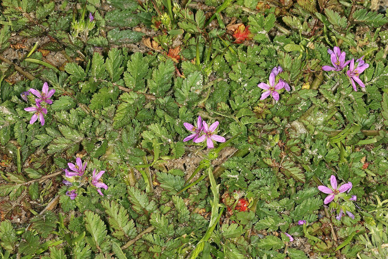 Gewöhnlicher Reiherschnabel 3