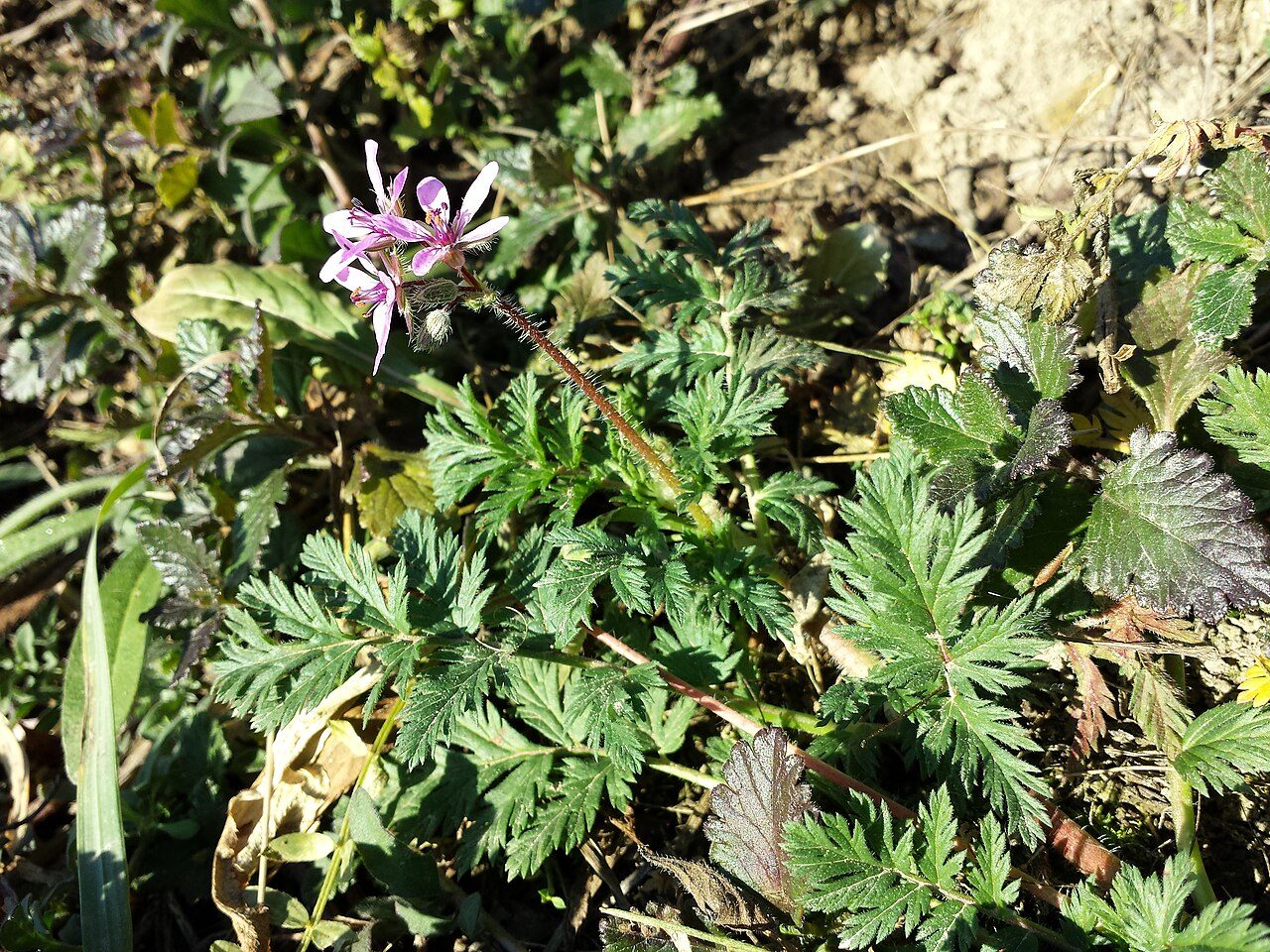 Gewöhnlicher Reiherschnabel 6