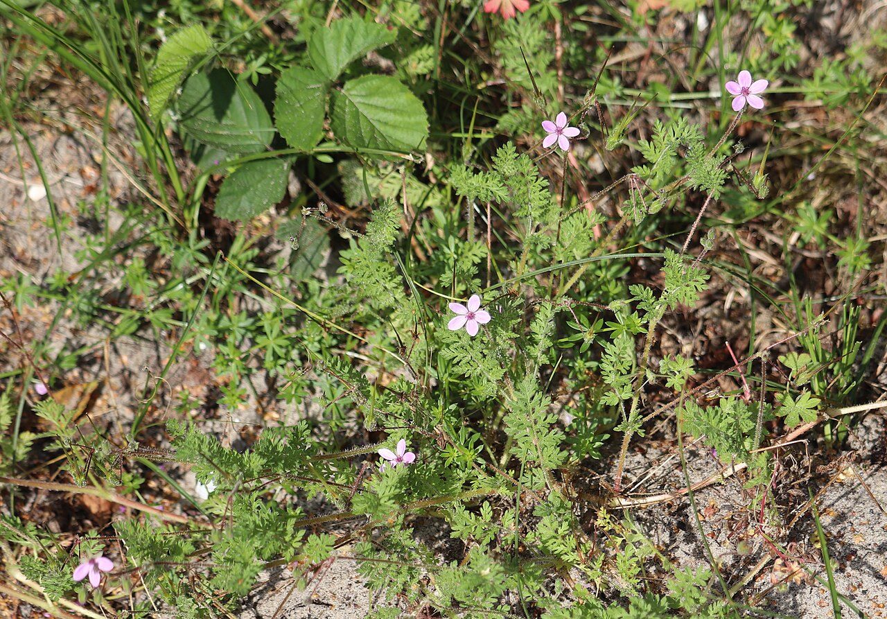 Gewöhnlicher Reiherschnabel 9