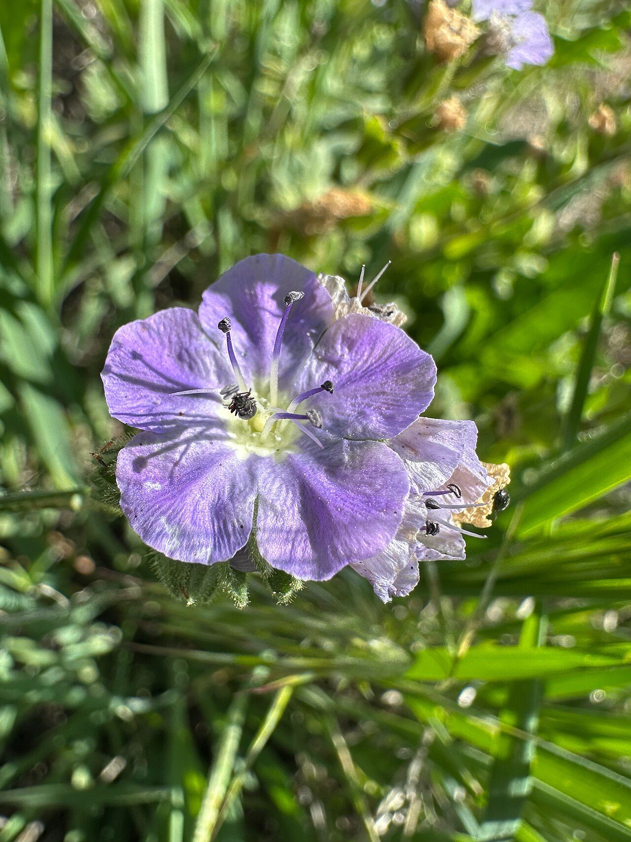 Phacelia ciliata
