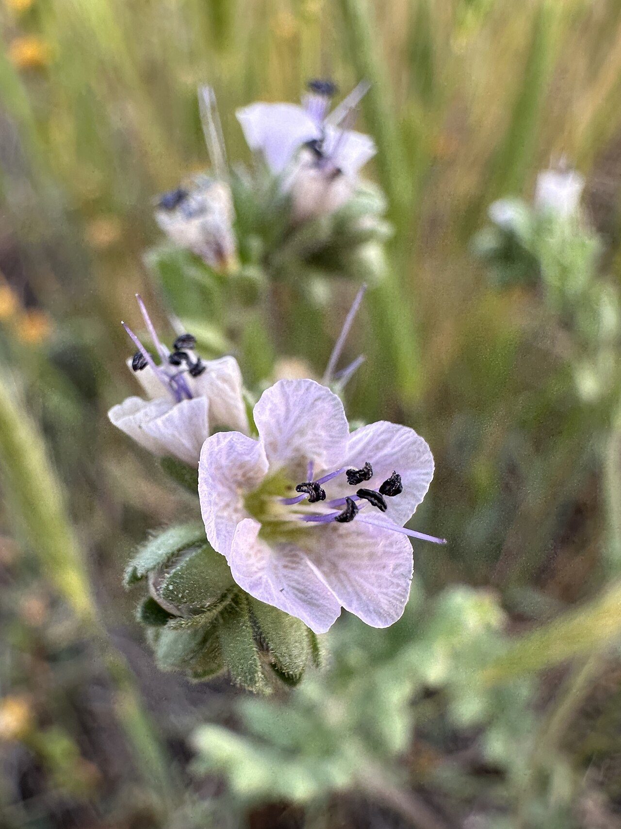 Phacelia ciliata 2