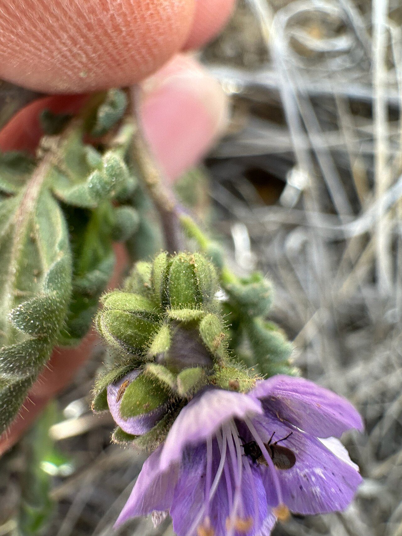 Phacelia ciliata 3