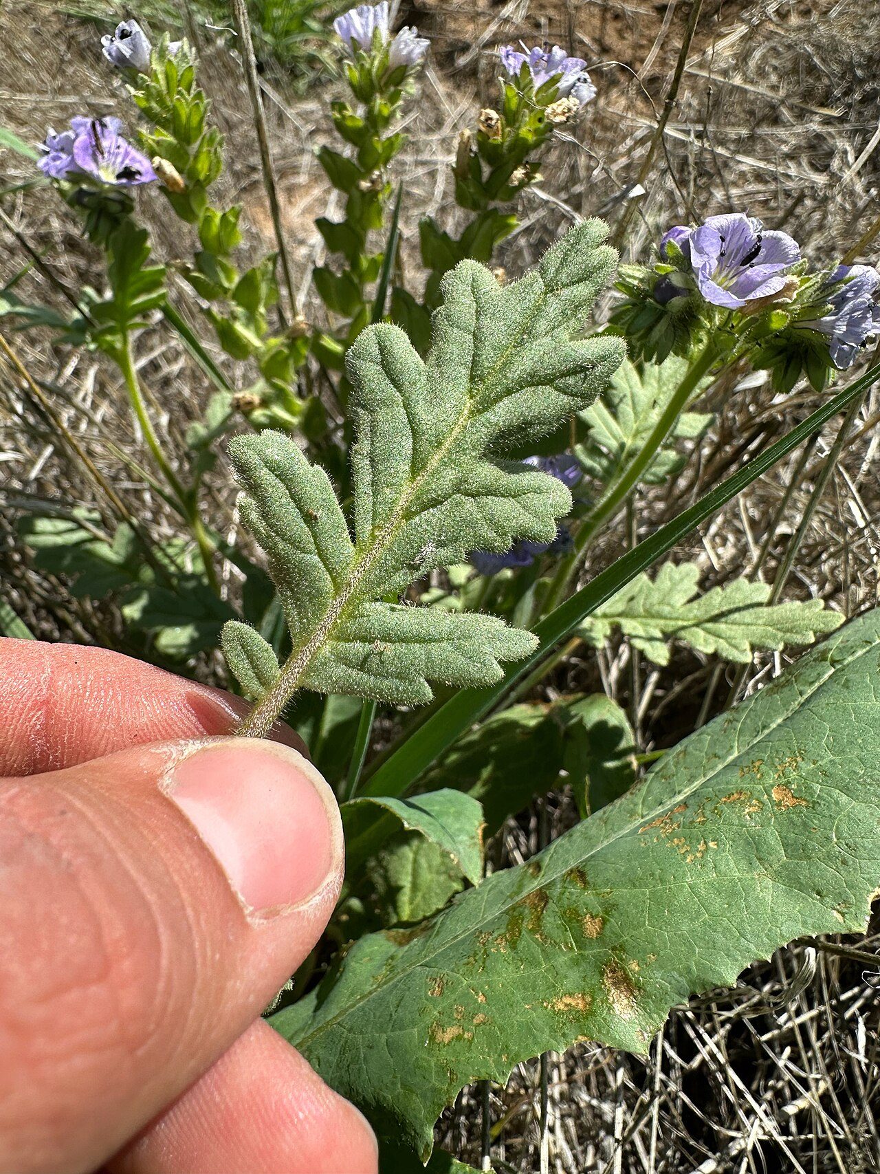 Phacelia ciliata 4