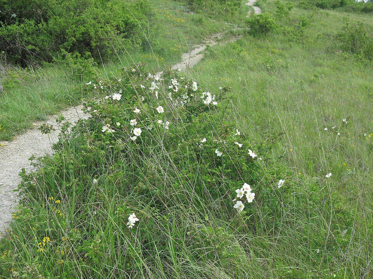 Dikenli gül 8