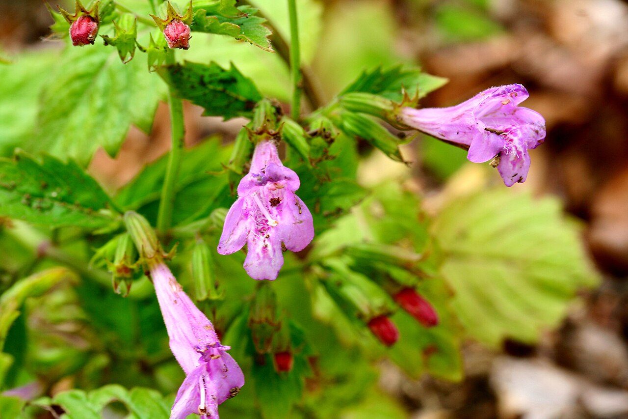 Душевка крупноцветковая 2