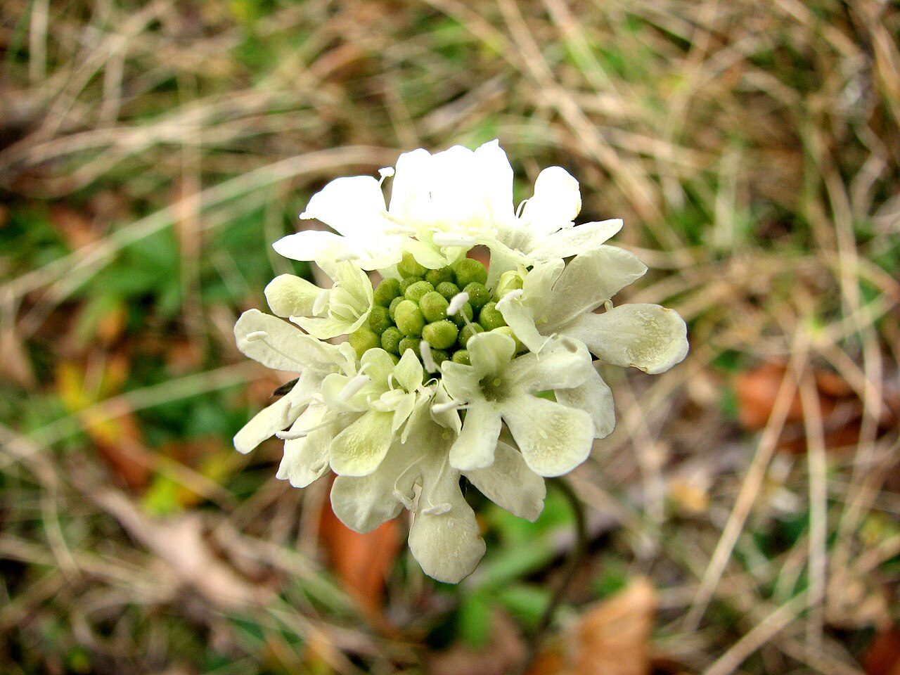 Gelbe Skabiose 3