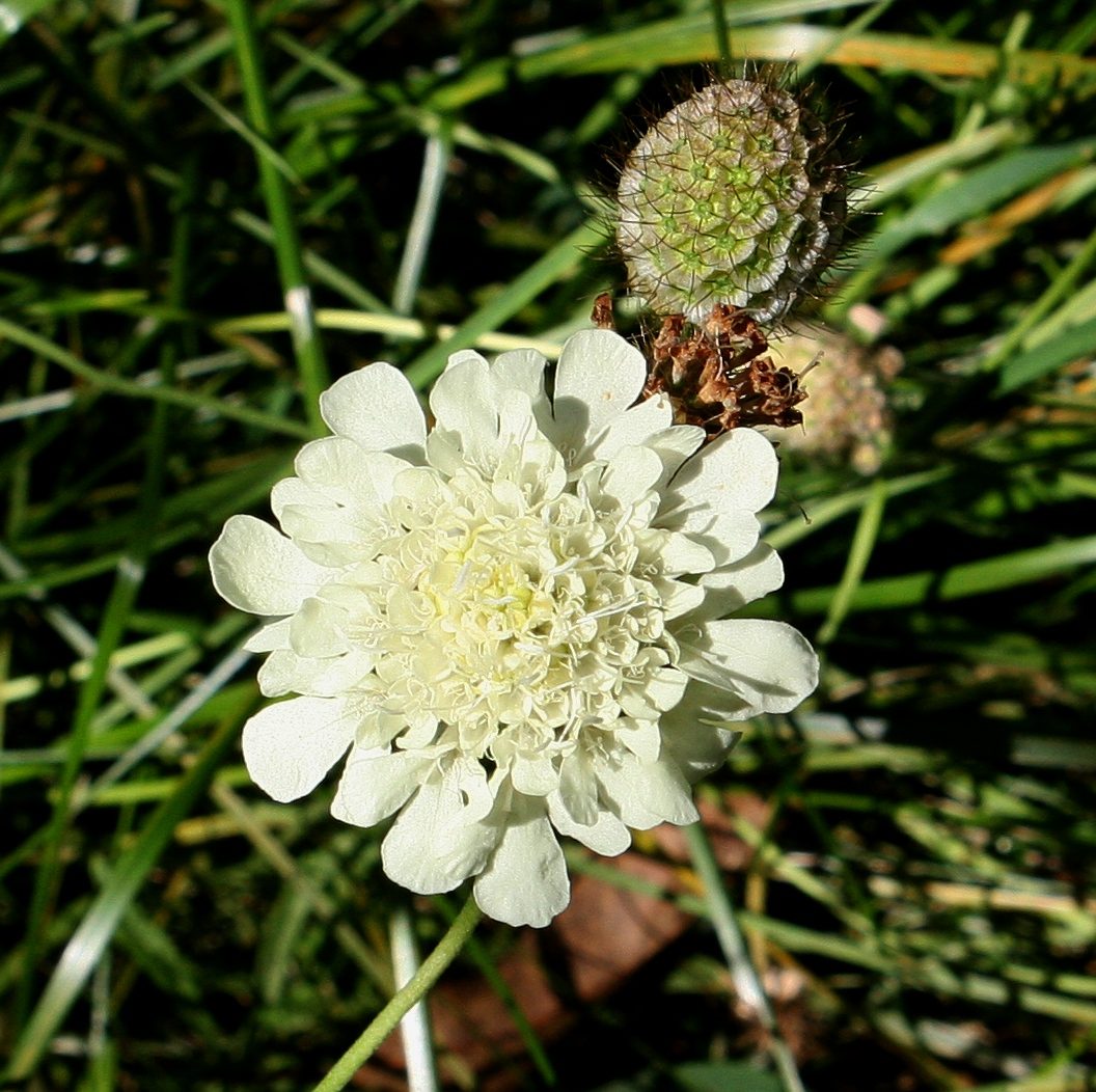 Gelbe Skabiose 7