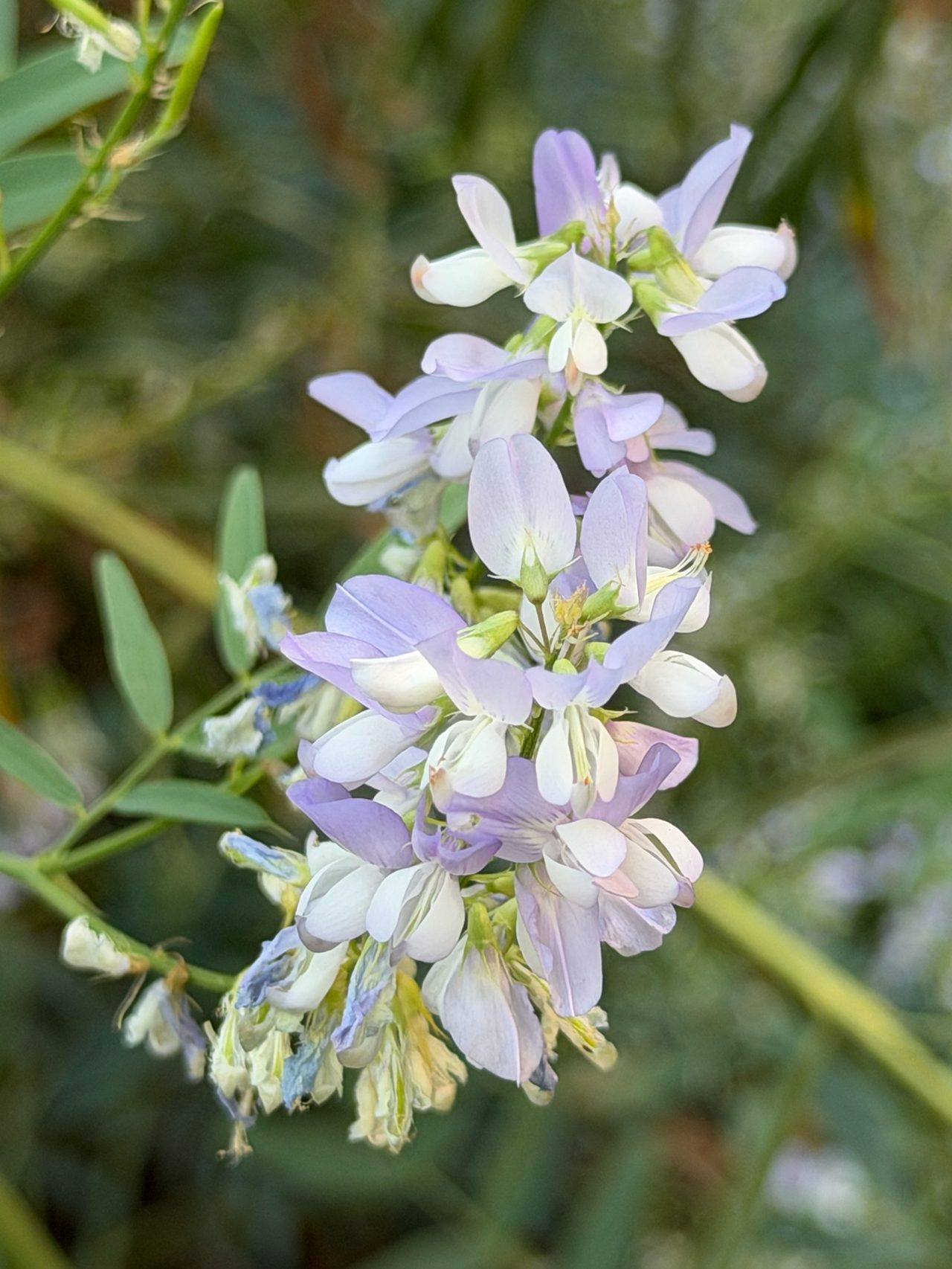 Ruda cabruna 2