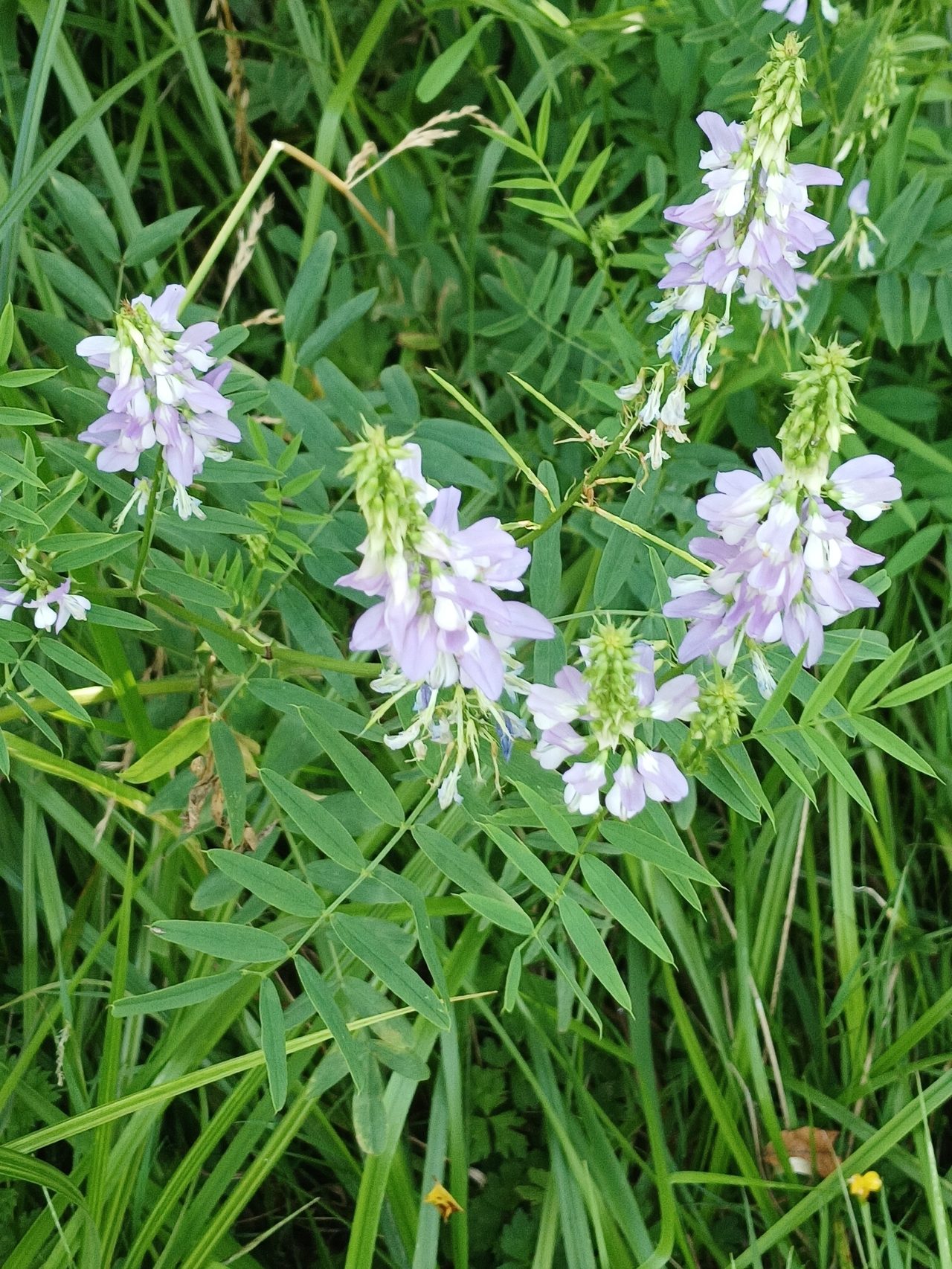 Ruda cabruna 8