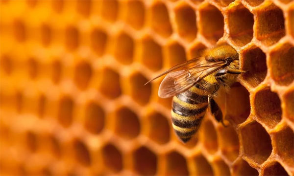 Bijenwas: Natuurlijke cosmetica en toepassingsgebieden.
