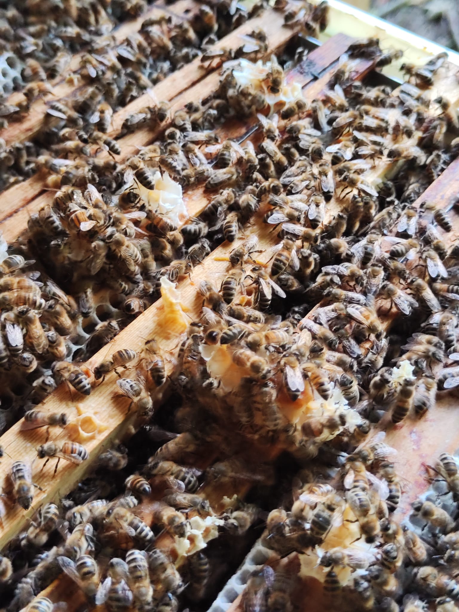 Beeslike