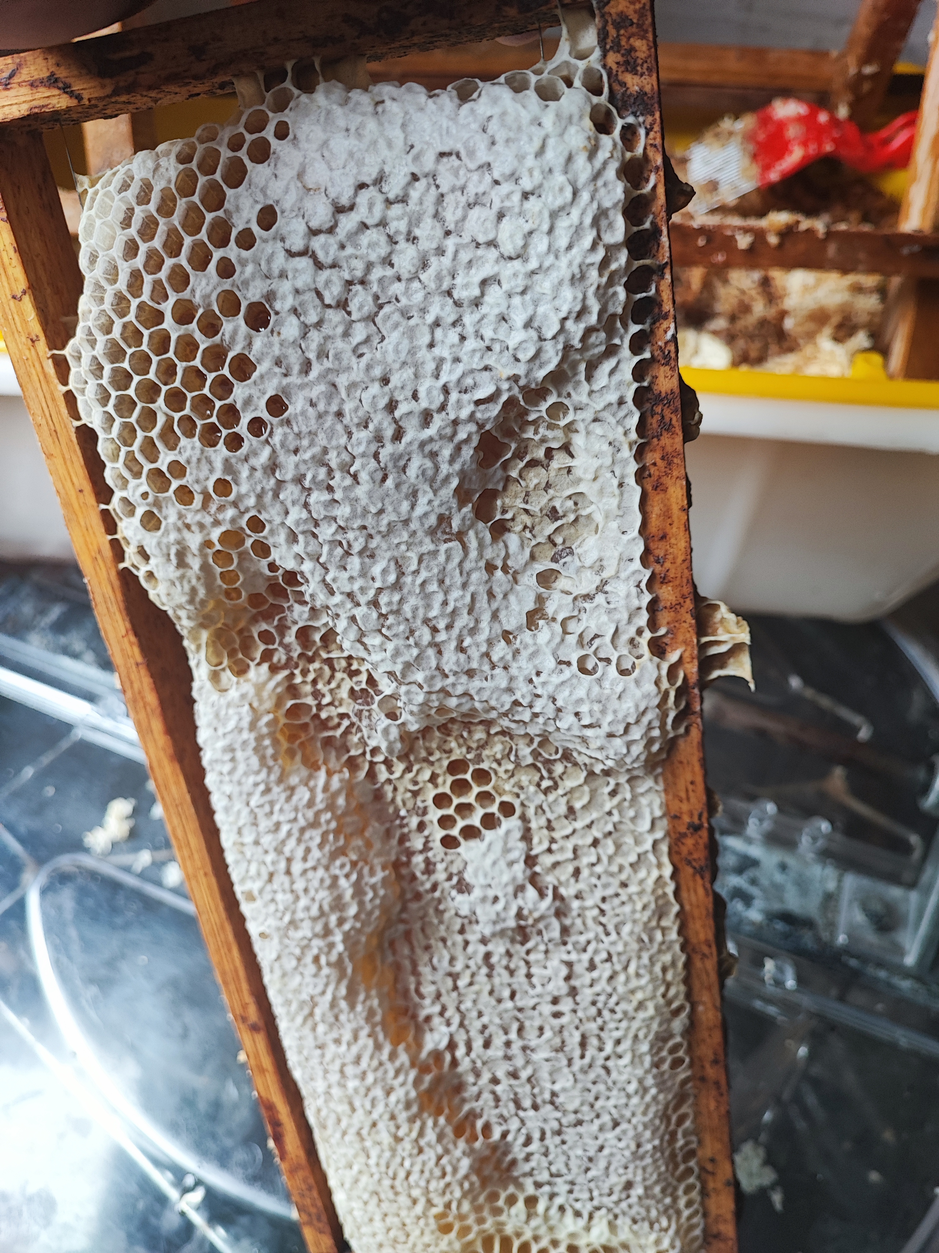 Beeslike