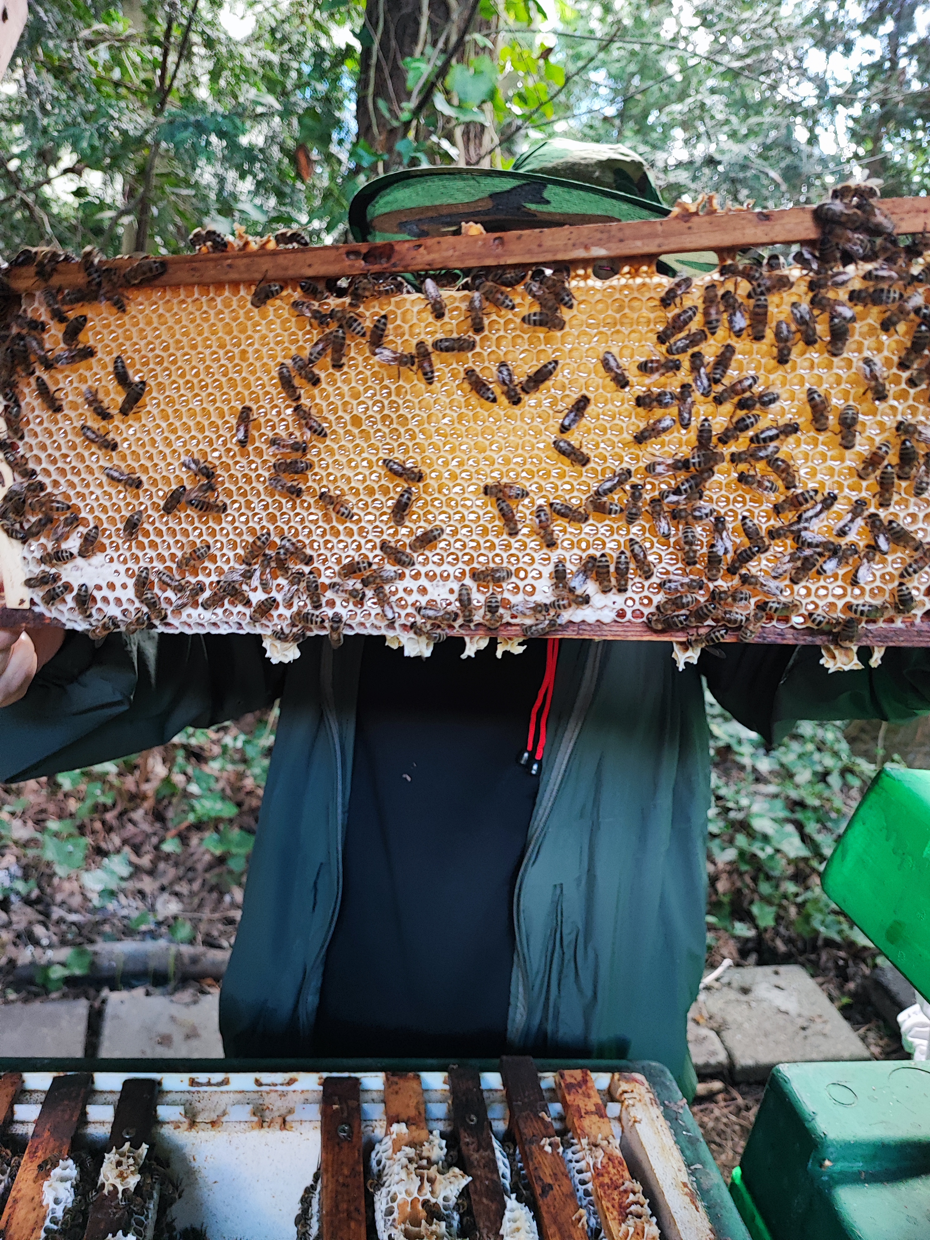 Beeslike
